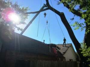 tree crane service
